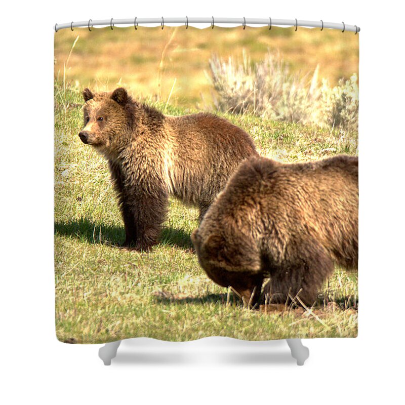Grizzly Bears Shower Curtain featuring the photograph What Did Junior Do Now by Adam Jewell