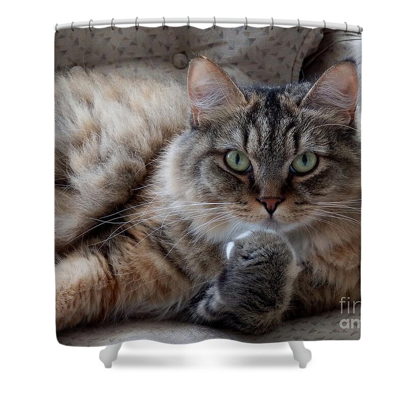 Cat Shower Curtain featuring the photograph What Did You Say? by Marcia Lee Jones