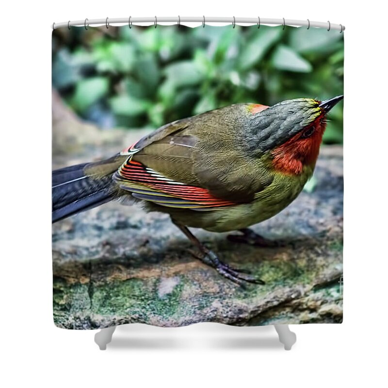 Scarlet Face Liocichlas Shower Curtain featuring the photograph What I Didn't Hear That by Steven Parker