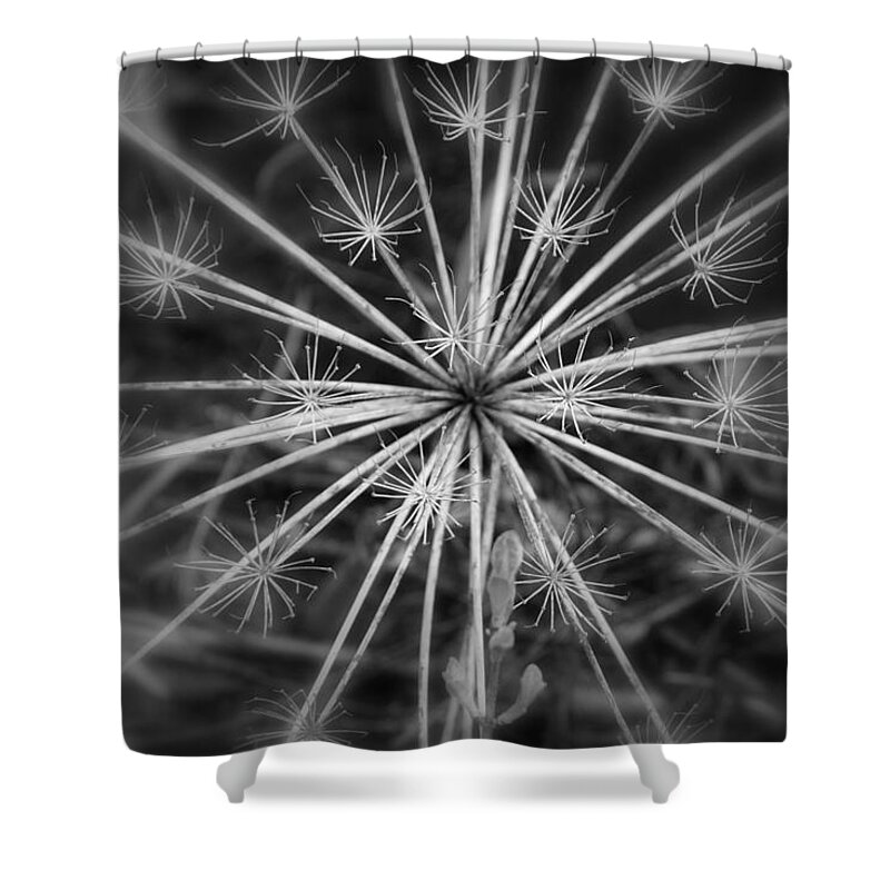Flower Shower Curtain featuring the photograph What is left of the giant hogwood by Jolly Van der Velden
