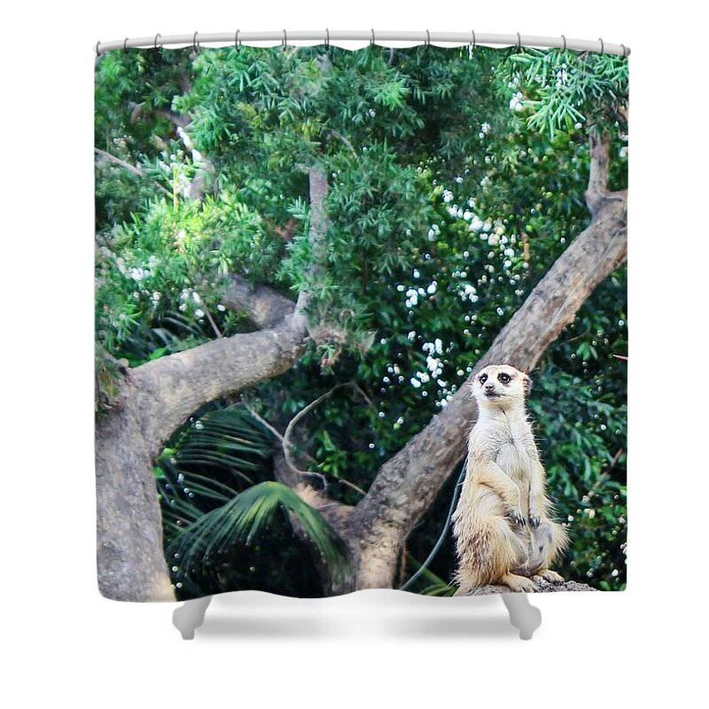 Meerkat Shower Curtain featuring the photograph Whatchu Talkin Bout by Alison Frank