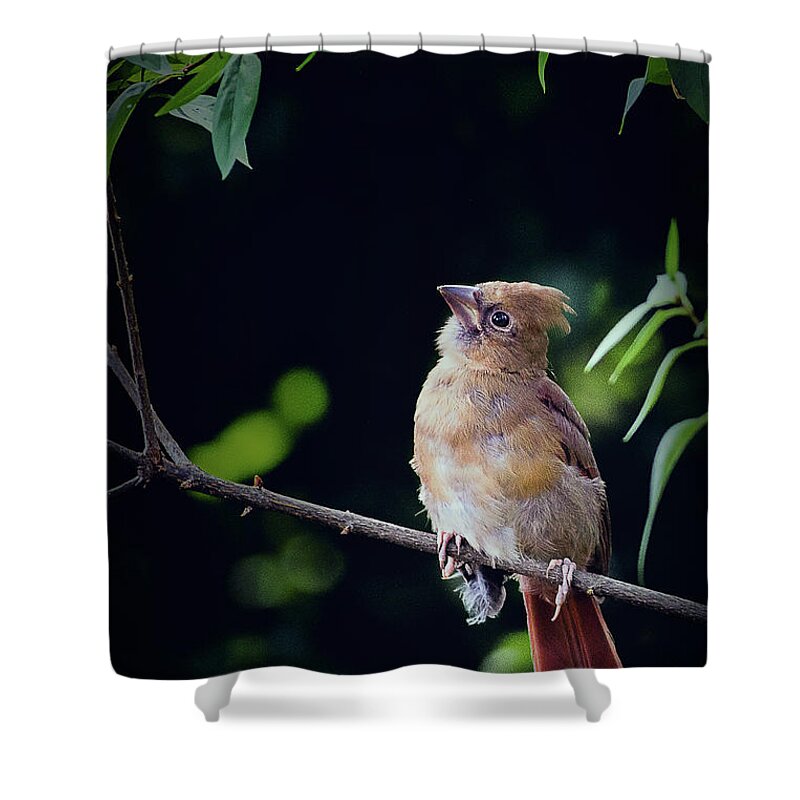 Northern Cardinal Shower Curtain featuring the photograph When God Speaks by Annette Hugen