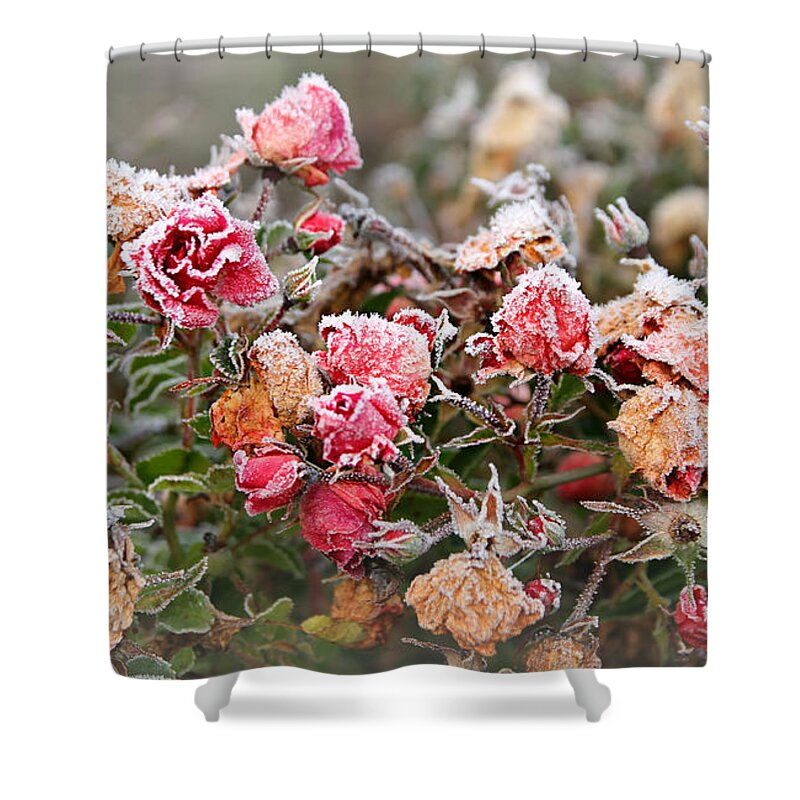 Purple Shower Curtain featuring the photograph When Love Grows Cold by KATIE Vigil