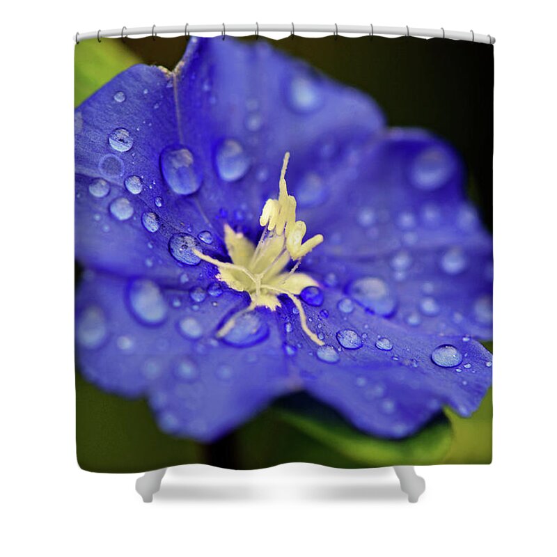 Flower Shower Curtain featuring the photograph When Old Becomes New by Melanie Moraga
