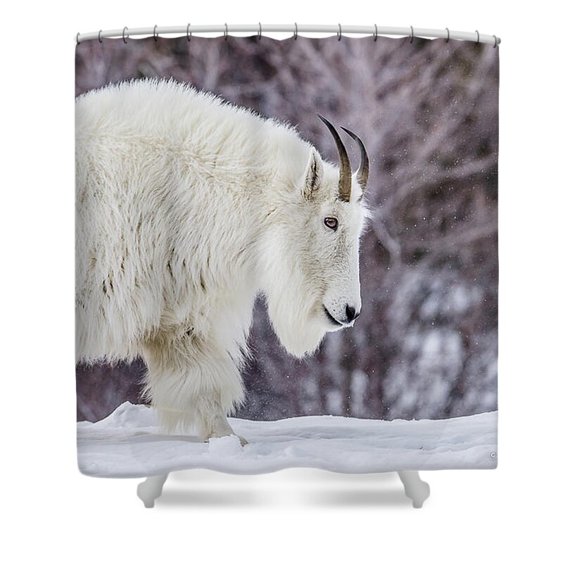 Mountain Shower Curtain featuring the photograph Where Mountain Goats Walk by Yeates Photography