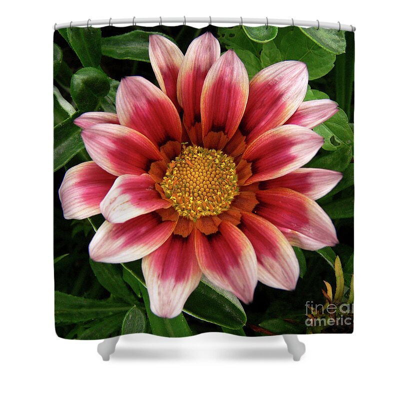 Dahlis Shower Curtain featuring the photograph Whirly by Doug Norkum