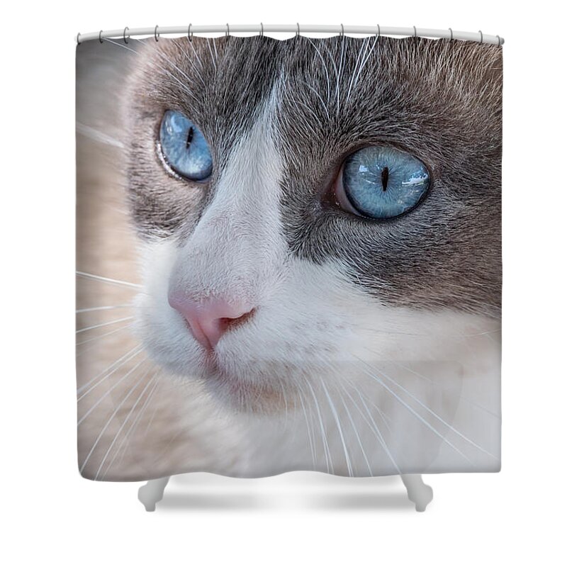 Cat Shower Curtain featuring the photograph Whiskers by Derek Dean