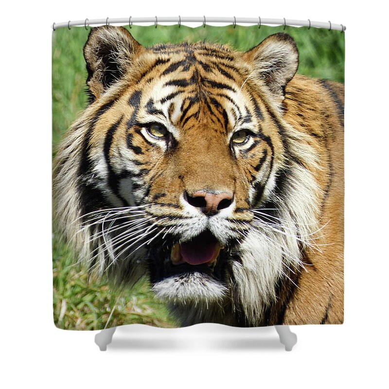 Sumatran Shower Curtain featuring the photograph Whiskers by Steve Taylor
