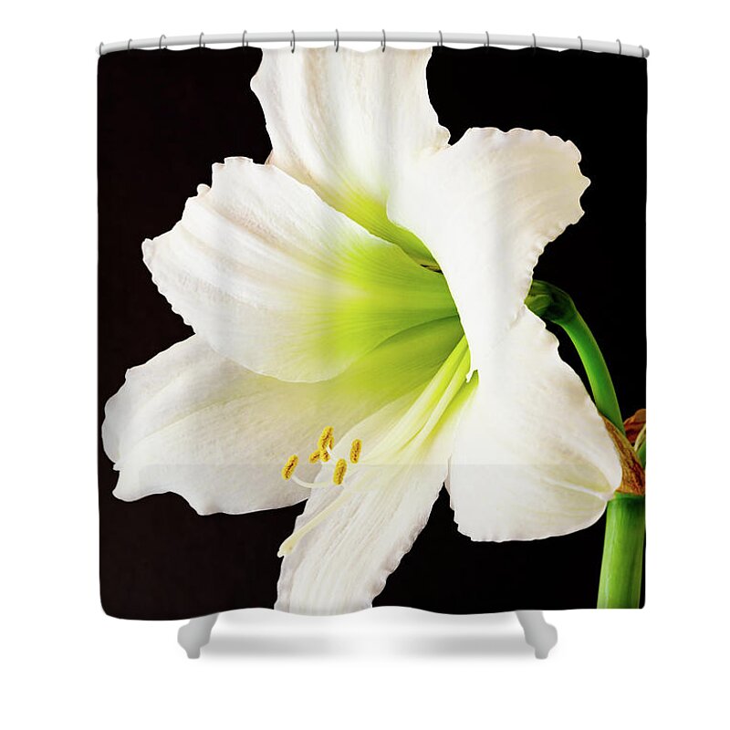 Amaryllis Shower Curtain featuring the photograph White Amaryllis by Colin Rayner