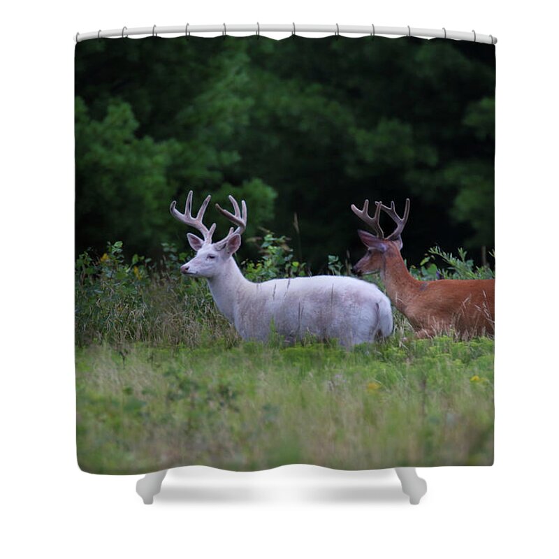 Deer Shower Curtain featuring the photograph White and Brown Bucks by Brook Burling