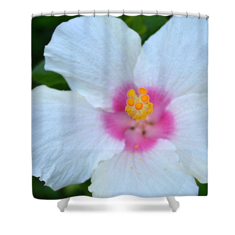 Flower Shower Curtain featuring the photograph White and Pink Hibiscus by Amy Fose