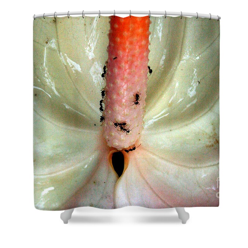Jennifer Bright Shower Curtain featuring the photograph White Antherium 1 by Jennifer Bright Burr