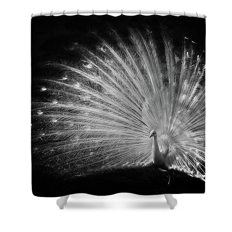 Bird Shower Curtain featuring the photograph White Beauty by Debra and Dave Vanderlaan
