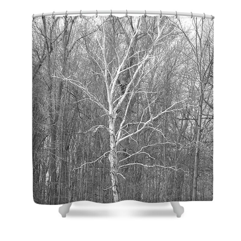 Birch Shower Curtain featuring the photograph White Birch In BW by Erick Schmidt