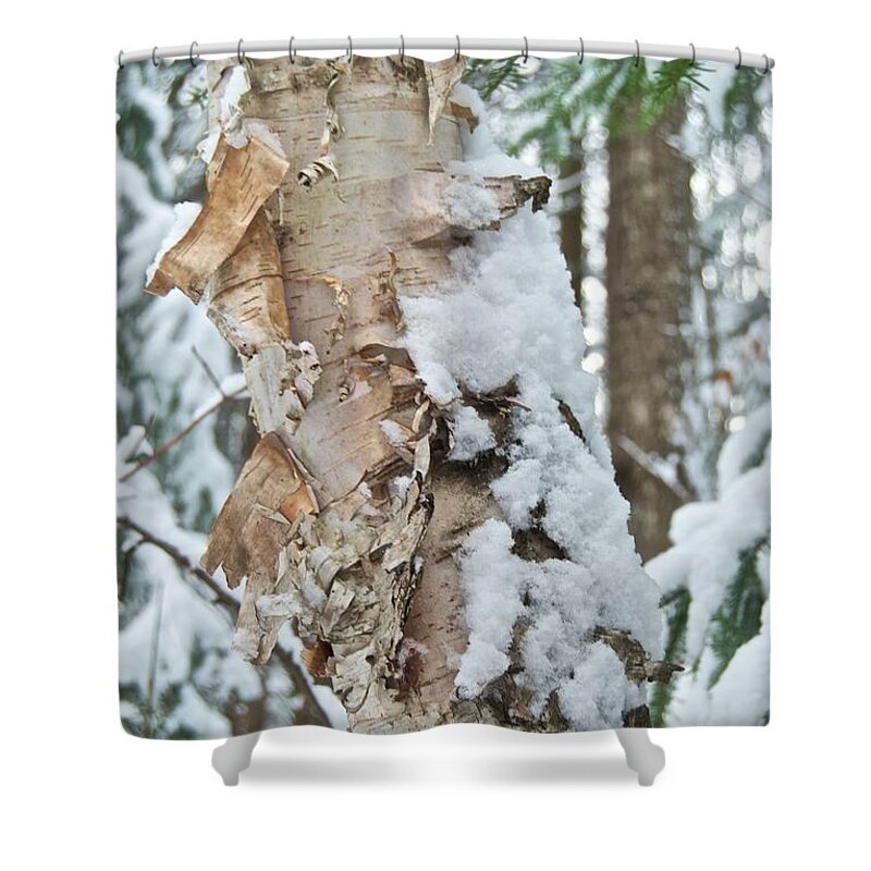 Birch Shower Curtain featuring the photograph White Birch with Snow by Michael Peychich