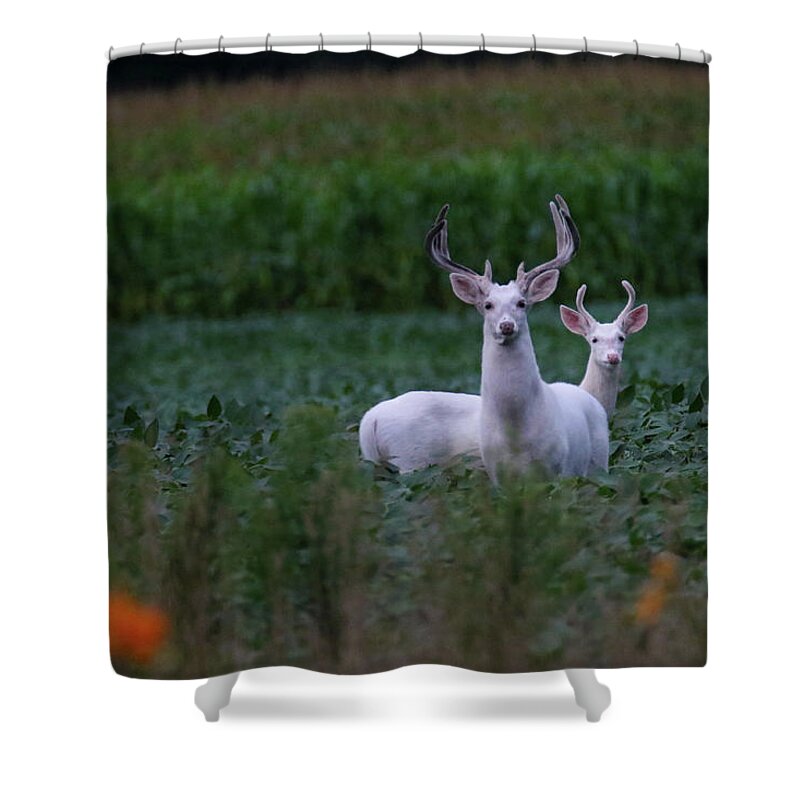 White Shower Curtain featuring the photograph White Bucks by Brook Burling