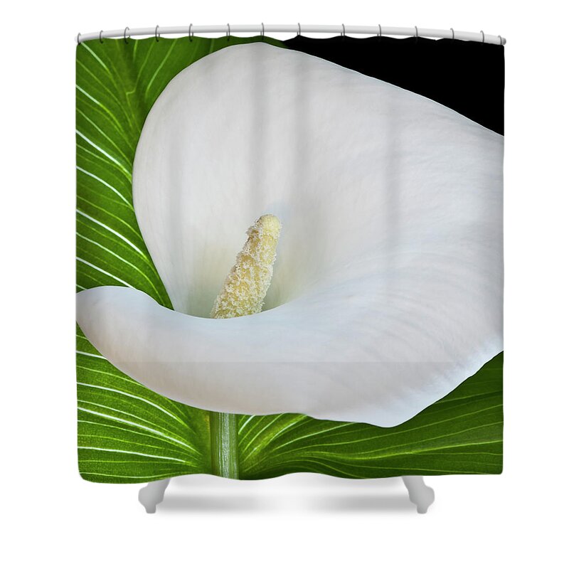 Calla Shower Curtain featuring the photograph White Calla by Heiko Koehrer-Wagner