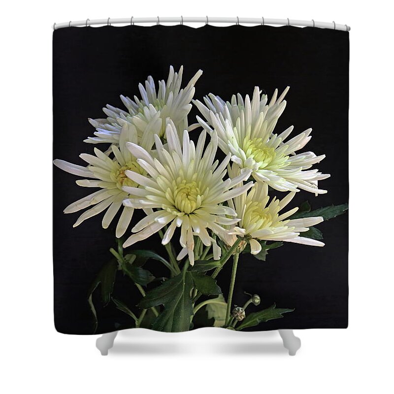 Chrysanthemum Shower Curtain featuring the photograph White Chrysanthemums by Jeff Townsend