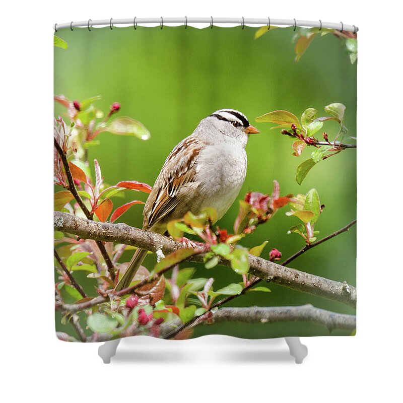 White-crowned Sparrow Shower Curtain featuring the photograph White-crowned Sparrow by Kristin Hatt