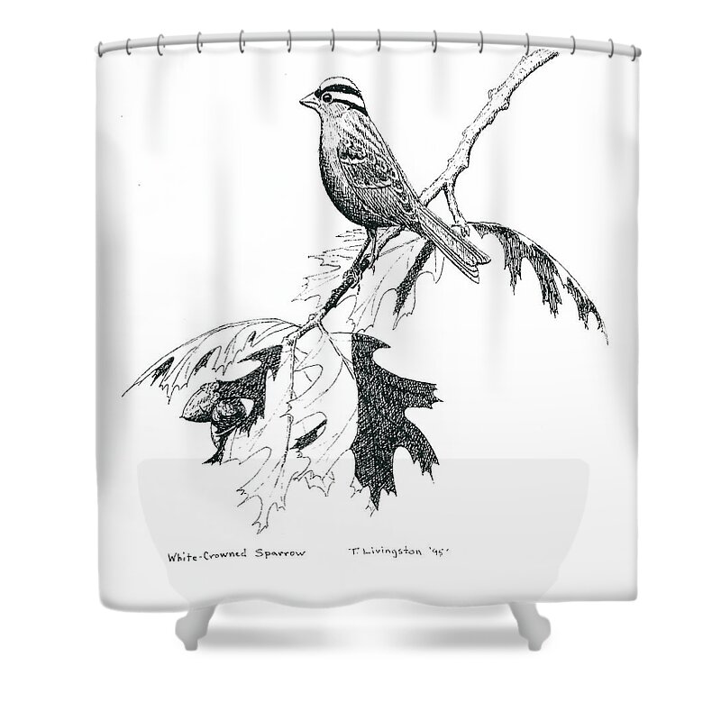 White Crowned Sparrow Shower Curtain featuring the drawing White Crowned Sparrow by Timothy Livingston