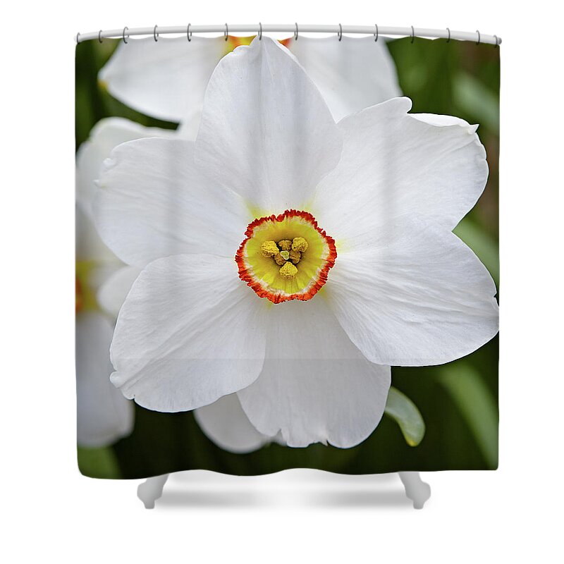 Garden Shower Curtain featuring the photograph White daffodil by Garden Gate magazine