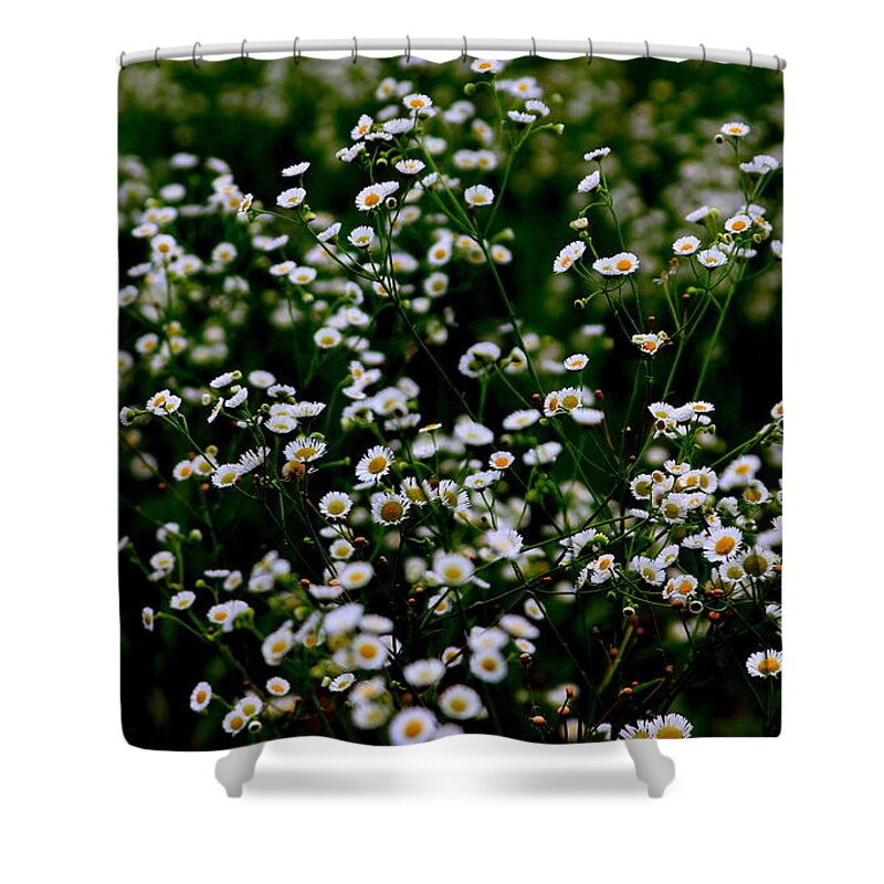 Nature Shower Curtain featuring the photograph White Daisy Like Flower by Silpa Saseendran