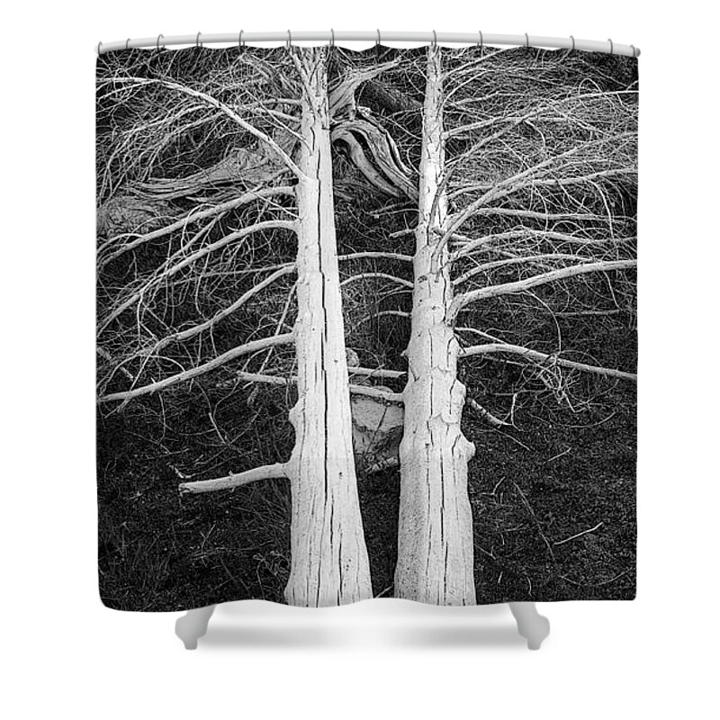 Dead Trees Shower Curtain featuring the photograph White Dead Trees by Crystal Wightman