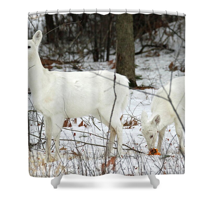 White Shower Curtain featuring the photograph White Deer With Squash 4 by Brook Burling