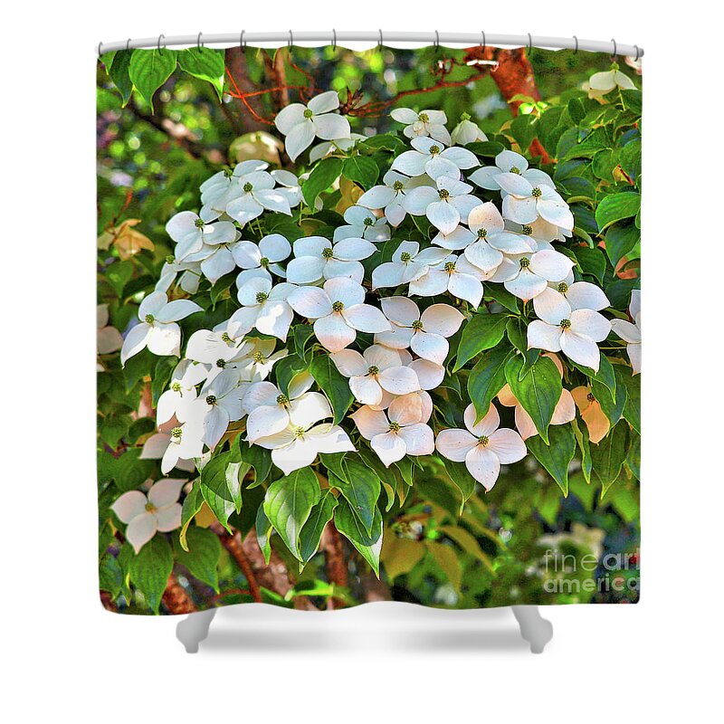 White Dogwood Shower Curtain featuring the photograph White Dogwood Tree Bouquet by Carol Groenen