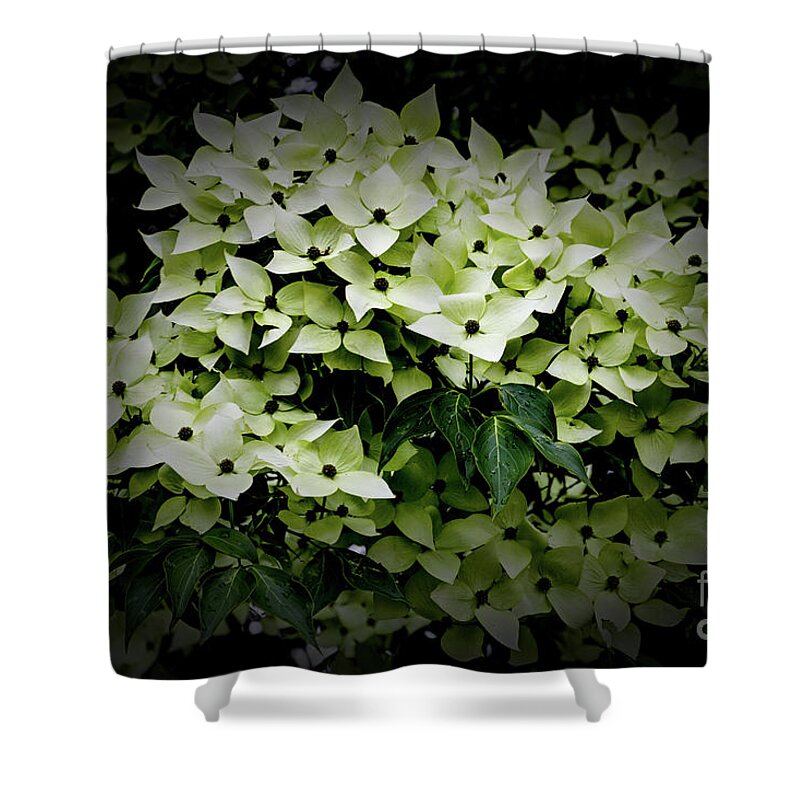 White Dogwood Shower Curtain featuring the photograph White Dogwood by William Norton