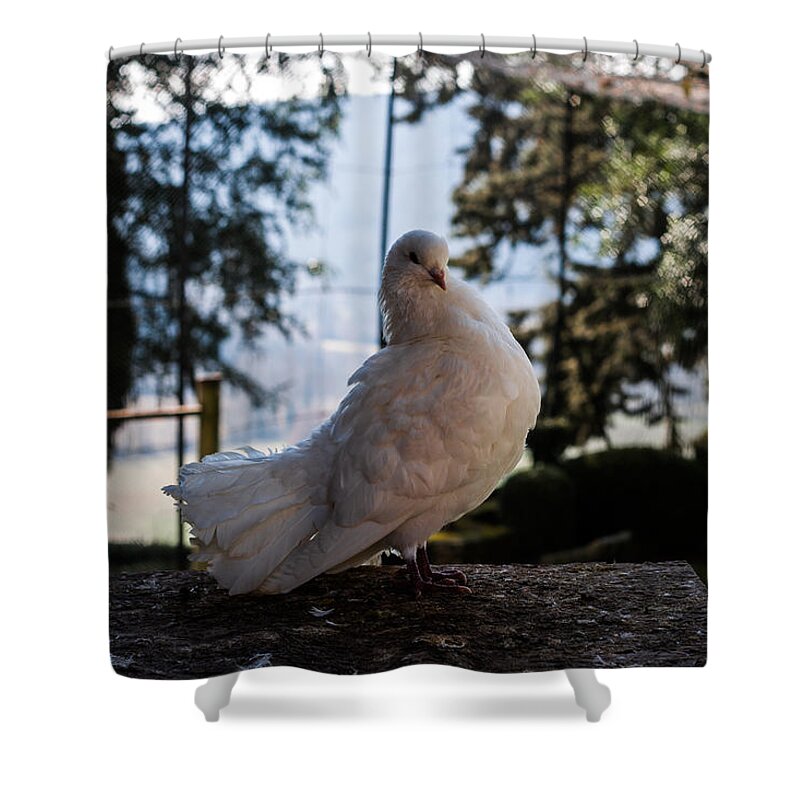 Dove Shower Curtain featuring the photograph White Dove by Georgia Clare