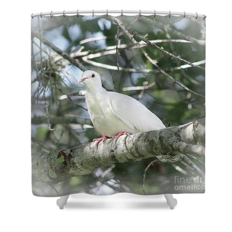 Doves Shower Curtain featuring the photograph White Dove Messenger by Ella Kaye Dickey