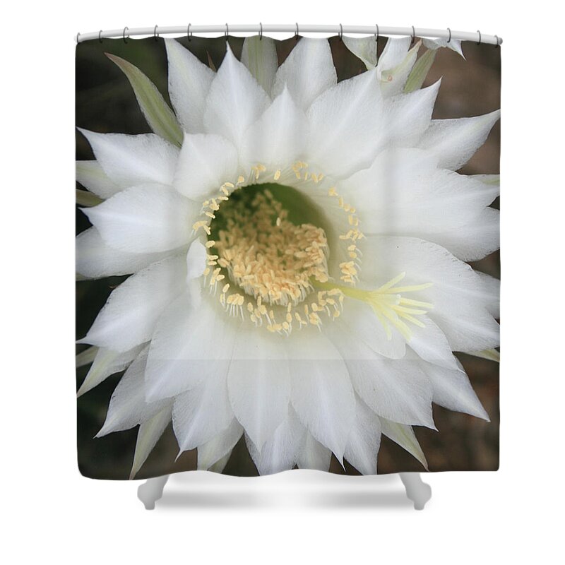 Cactus Shower Curtain featuring the photograph White Easter Lily Cactus by Marna Edwards Flavell