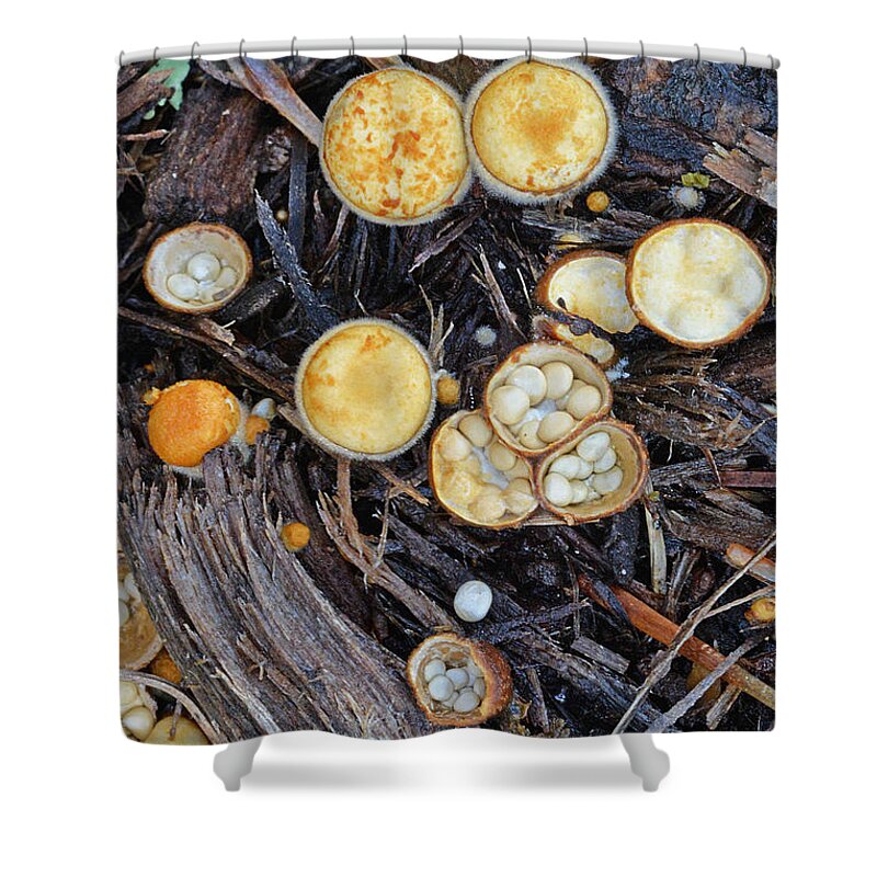Fungi Shower Curtain featuring the photograph White Egged Bird Nest Fungi by Alan Lenk