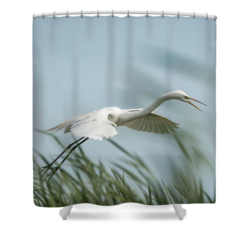 Great Egret Shower Curtain featuring the photograph White Egret 2016-2 by Thomas Young