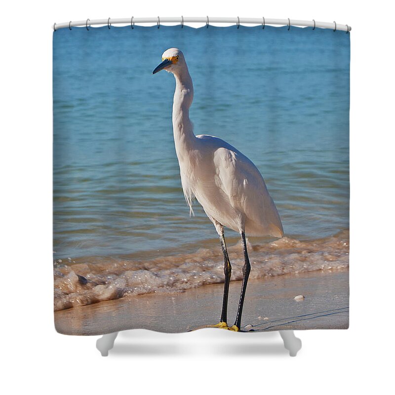 Birds Shower Curtain featuring the photograph White Egret by George D Gordon III