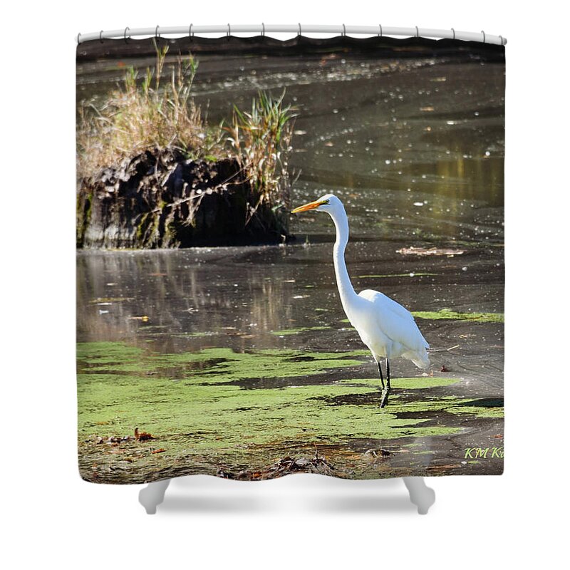 White Egret In The Shallows Shower Curtain featuring the photograph White Egret In The Shallows by Kathy M Krause