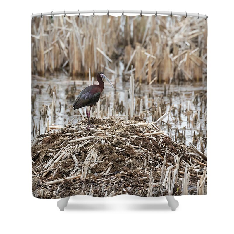 White-faced Ibis (plegadis Chihi) Shower Curtain featuring the photograph White-faced Ibis 2017-1 by Thomas Young