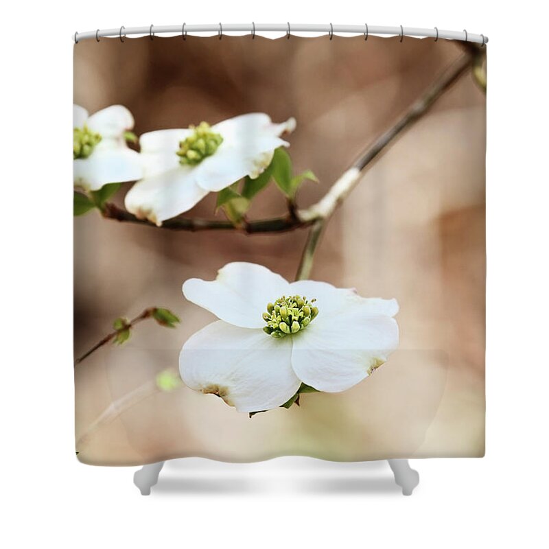 Dogwood Shower Curtain featuring the photograph White flowering dogwood tree blossom by Stephanie Frey