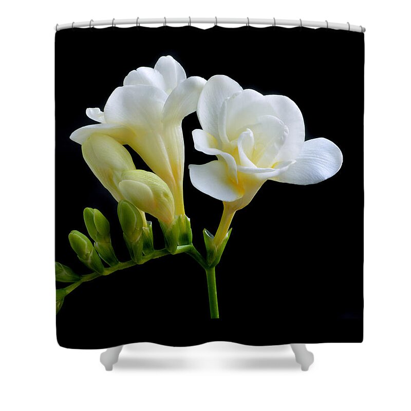 Freesia Shower Curtain featuring the photograph White Freesia by Terence Davis