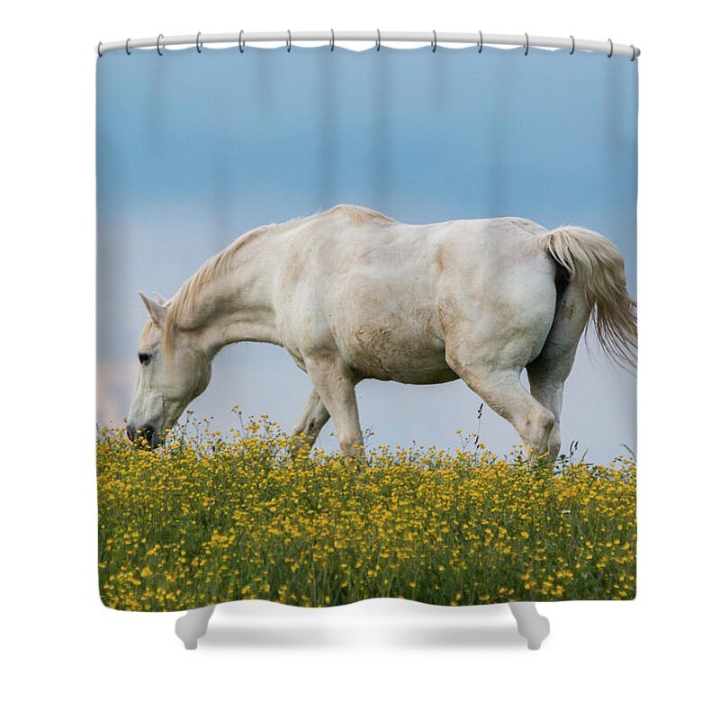 Horse Shower Curtain featuring the photograph White Horse of Cataloochee Ranch 2 - May 30 2017 by D K Wall