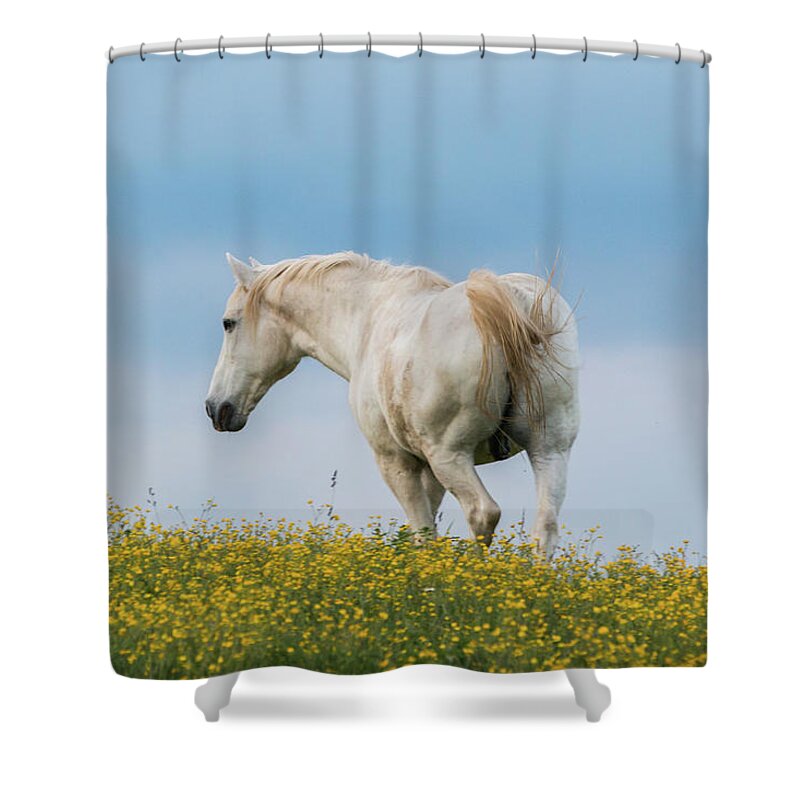 Horse Shower Curtain featuring the photograph White Horse of Cataloochee Ranch - May 30 2017 by D K Wall