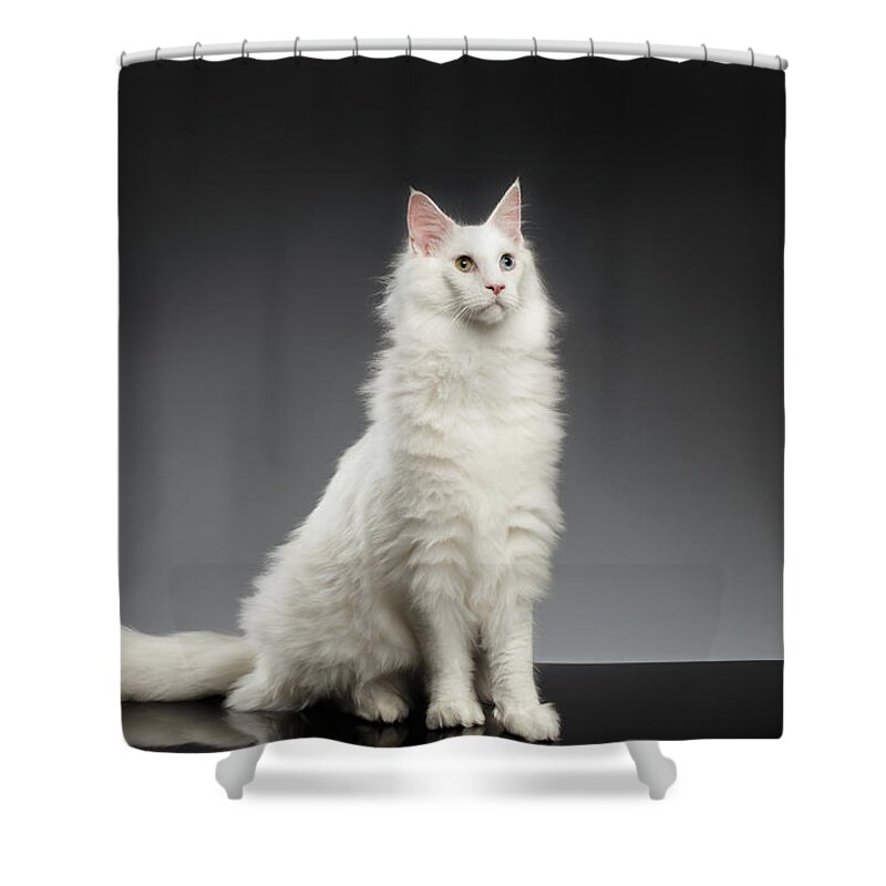 White Shower Curtain featuring the photograph White Huge Maine Coon Cat on Gray Background by Sergey Taran
