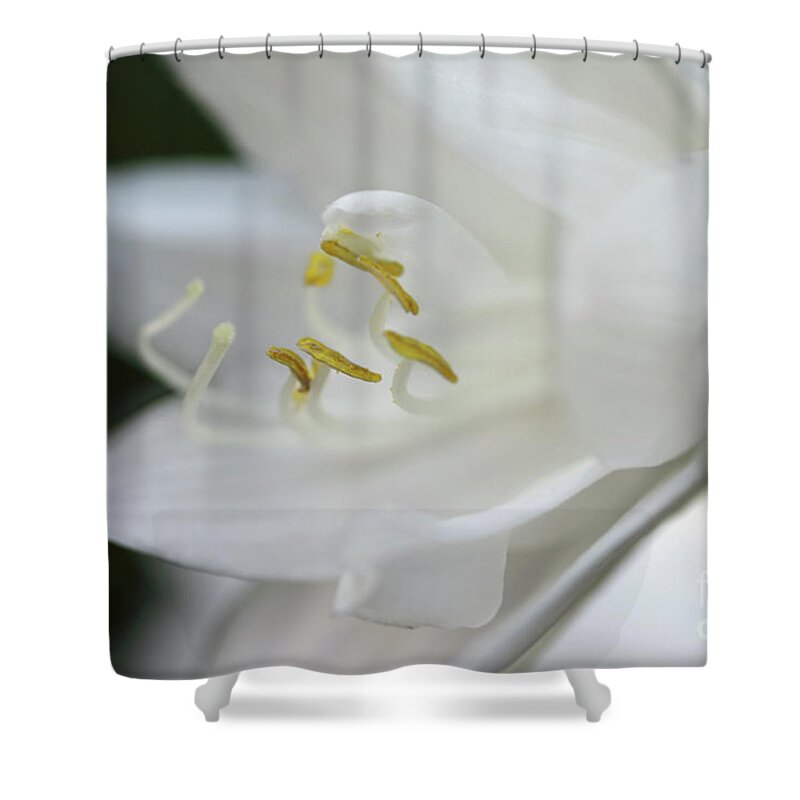  Floral Shower Curtain featuring the photograph White Hydrangea closeup by Mary Haber