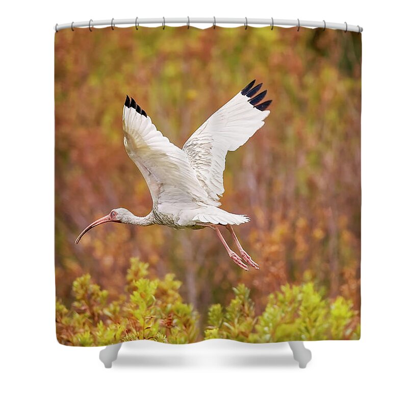 Albus Shower Curtain featuring the photograph White Ibis in Hilton Head Island by Peter Lakomy