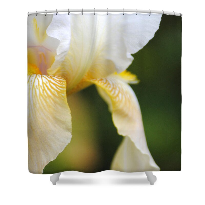 Iris Shower Curtain featuring the photograph White Iris I by Jai Johnson