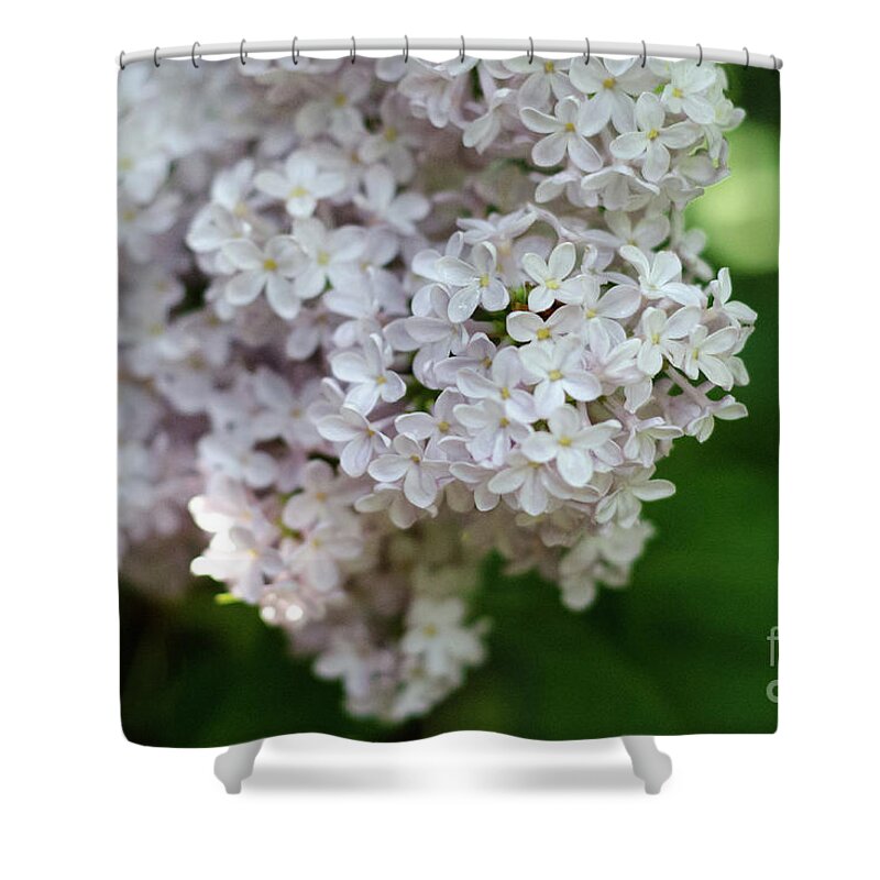 Lilac Shower Curtain featuring the photograph White Lilacs by Laurel Best