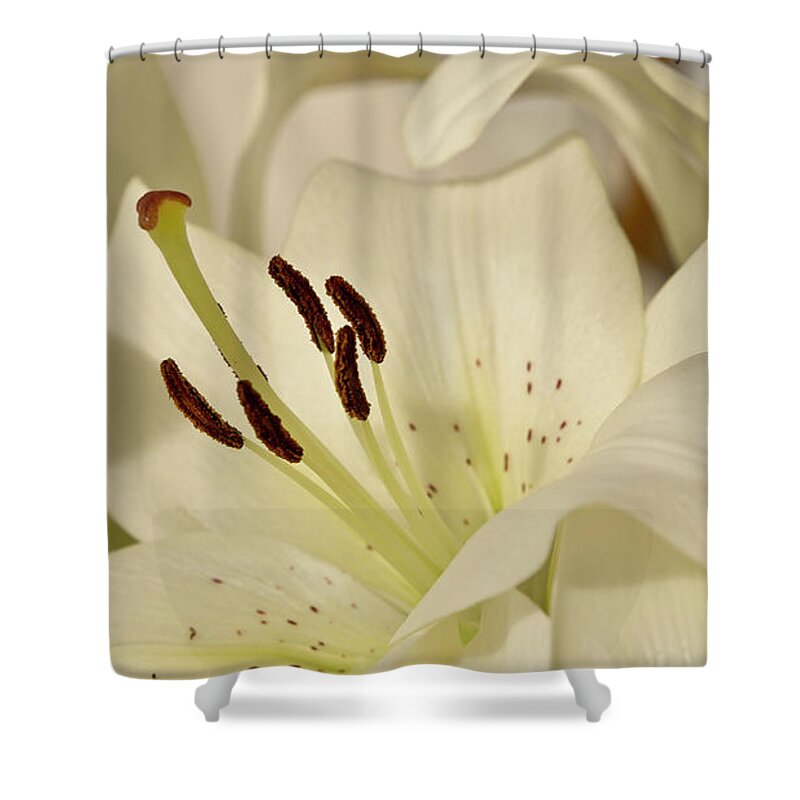 Lily Shower Curtain featuring the photograph White Lily 3 by Elena Perelman