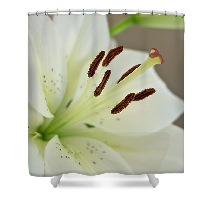Humility Shower Curtain featuring the photograph White Lily 5 by Elena Perelman