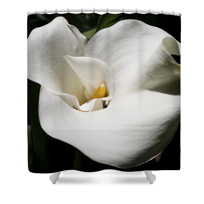 Granger Photography Shower Curtain featuring the photograph White Lily by Brad Granger